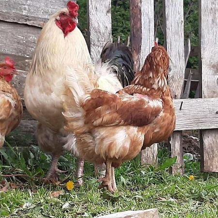 Etno Village Katun Žabljak Zewnętrze zdjęcie