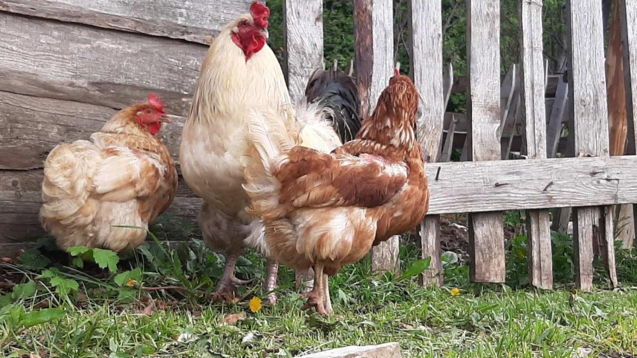 Etno Village Katun Žabljak Zewnętrze zdjęcie