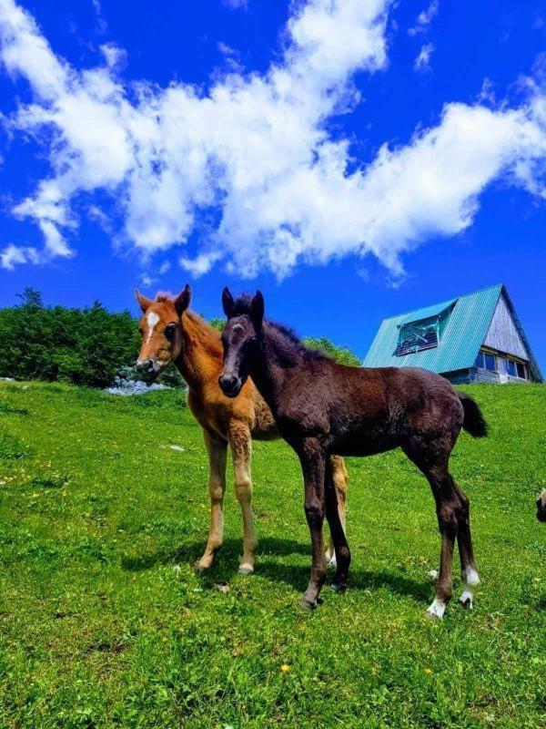 Etno Village Katun Žabljak Zewnętrze zdjęcie