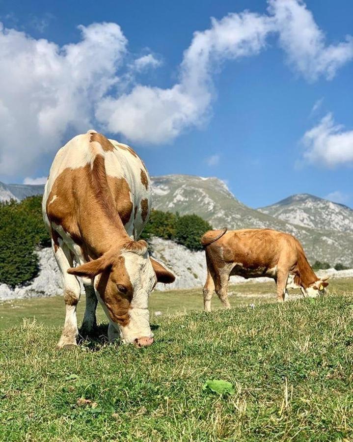 Etno Village Katun Žabljak Zewnętrze zdjęcie