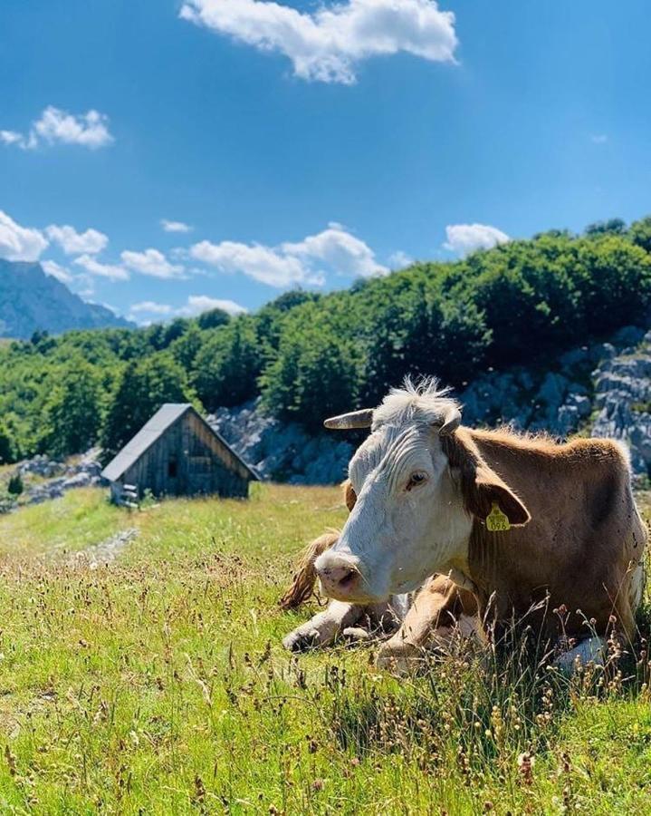 Etno Village Katun Žabljak Zewnętrze zdjęcie