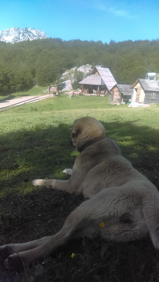 Etno Village Katun Žabljak Zewnętrze zdjęcie